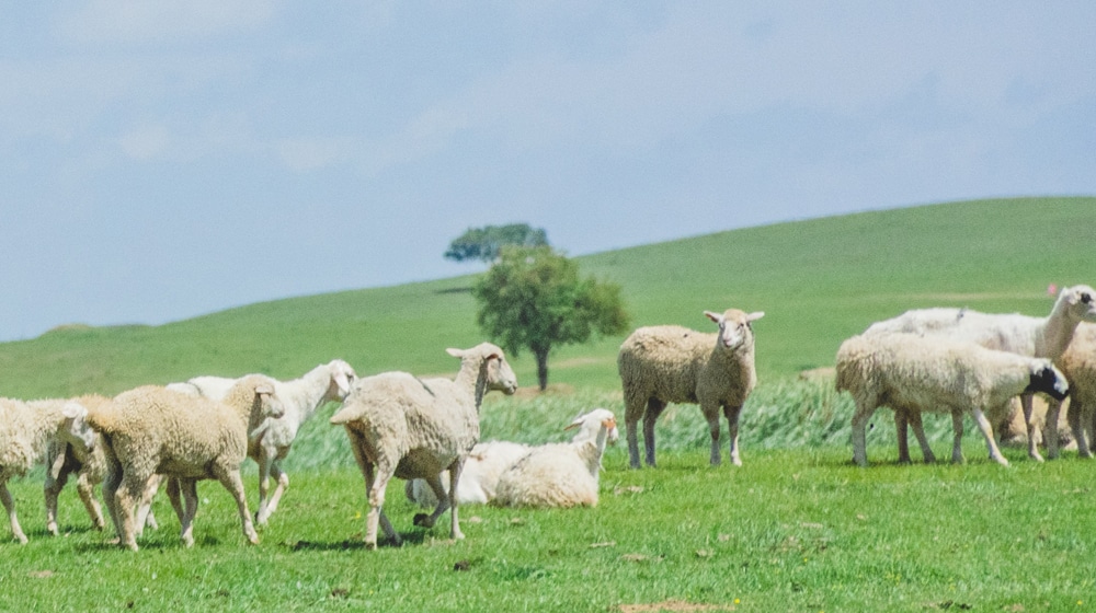 James Meeks | Sheep Make Sheep - Associação Nacional dos Evangélicos