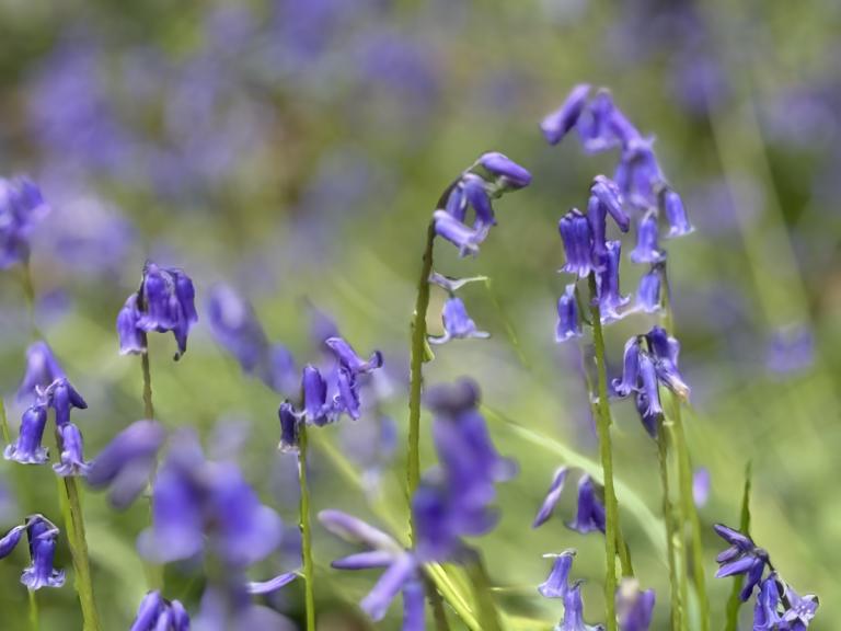 Bluebells in a wood